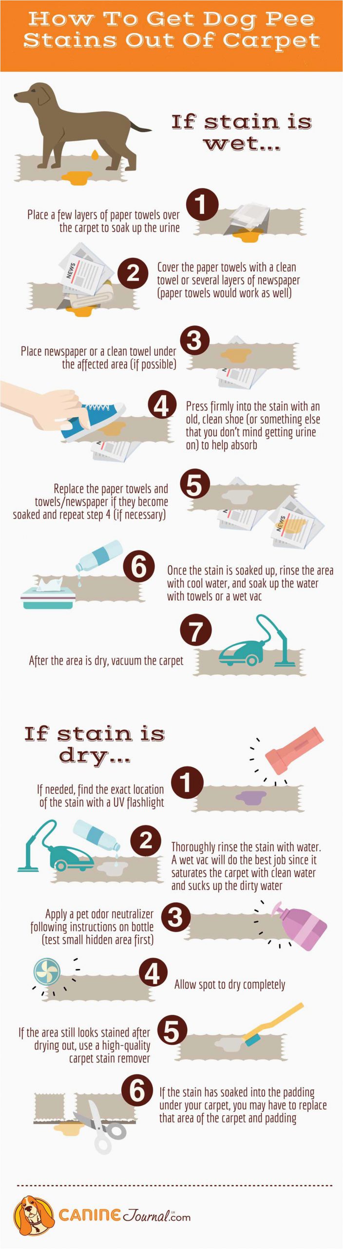 dog pee stain infographic