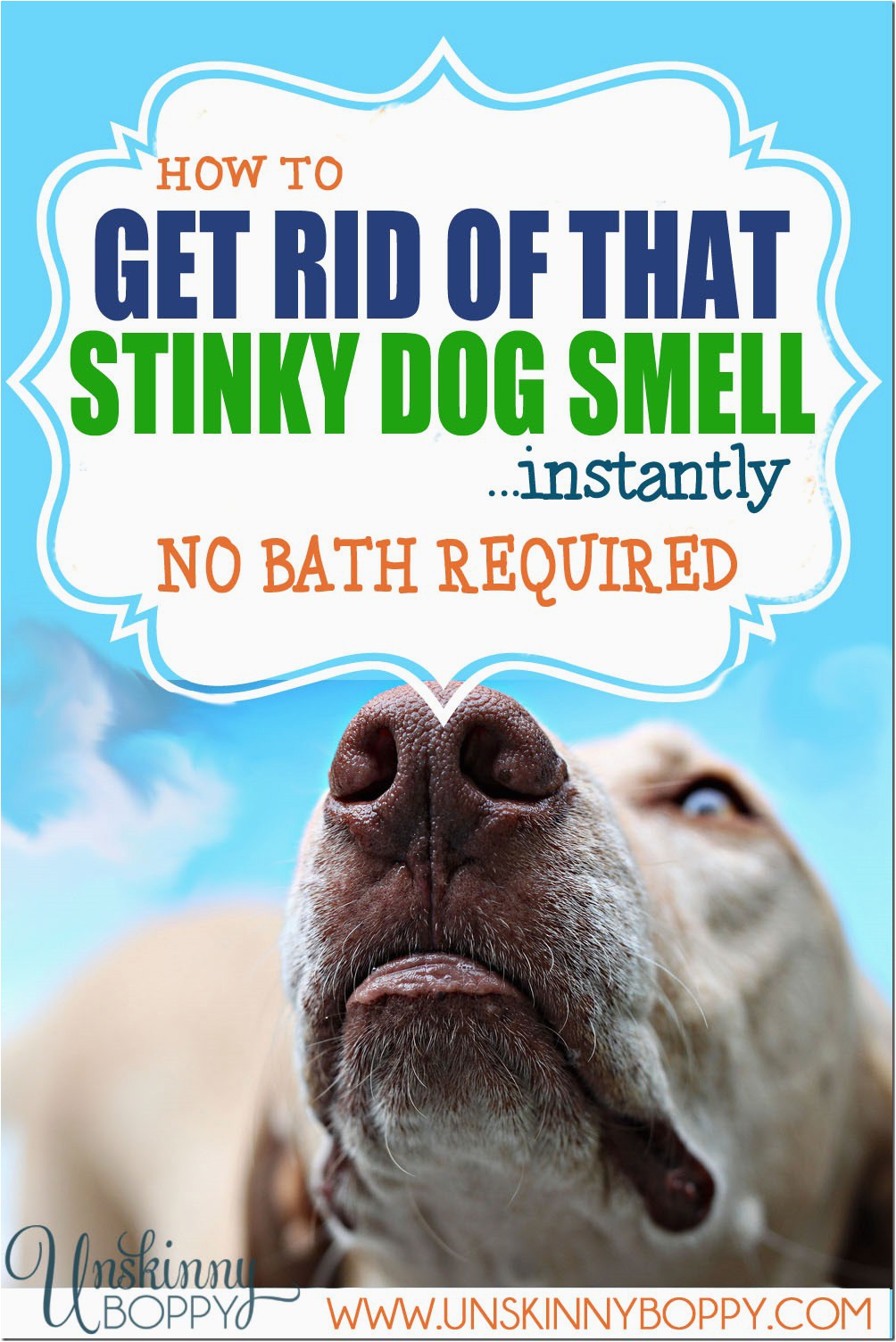 Area Rug Smells Like Dog How to Get Rid Of Stinky Dog Smell Instantly No Bath