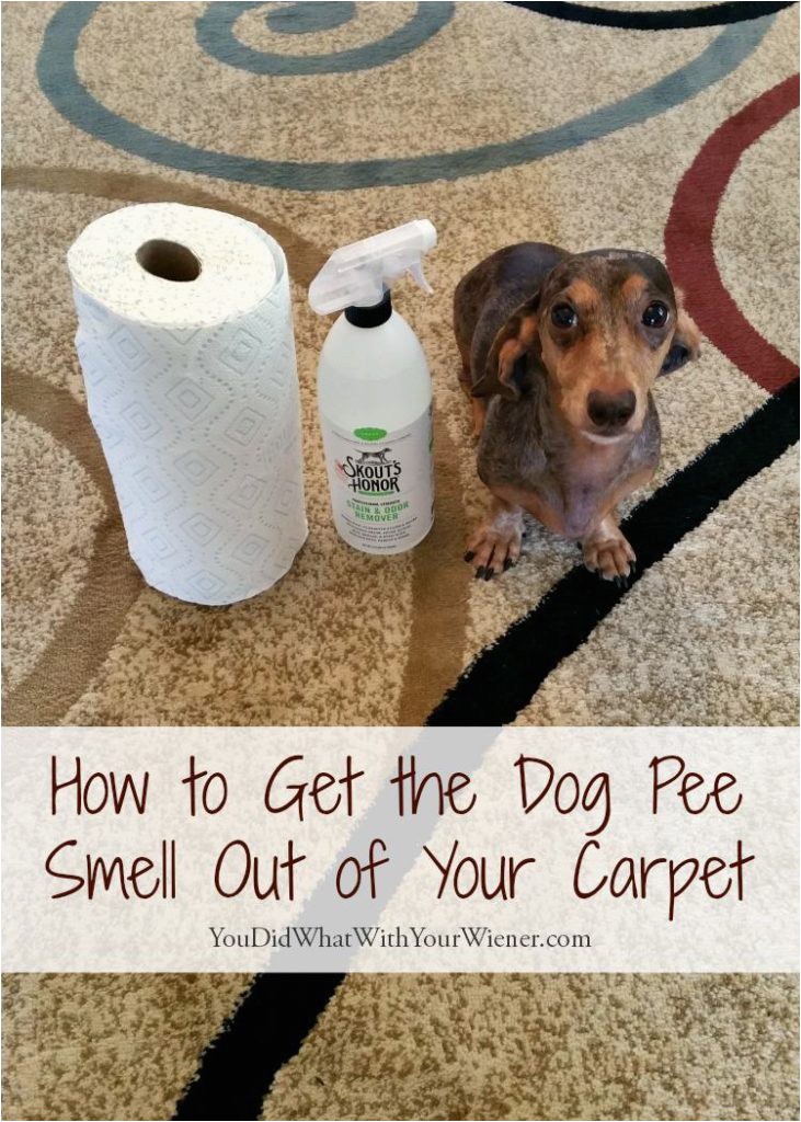 Area Rug Smells Like Dog How to Get the Dog Pee Smell Out Of Your Carpet