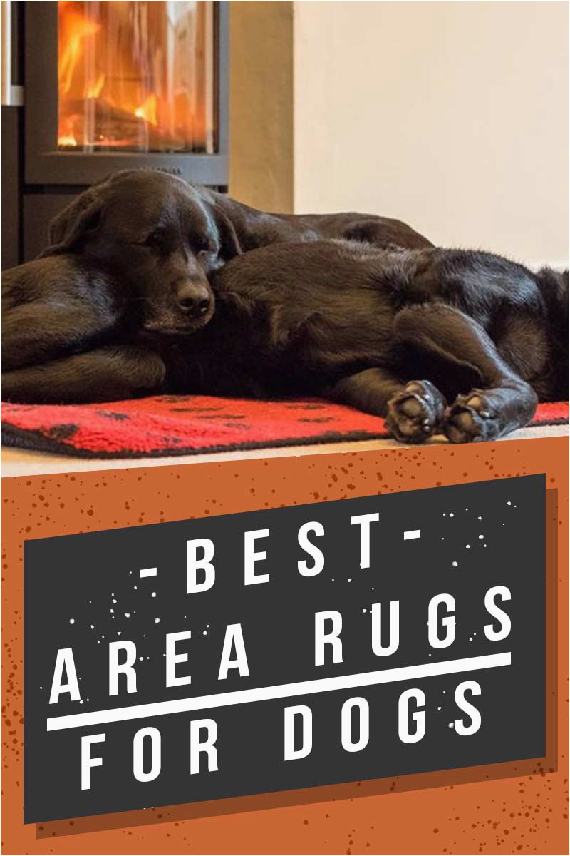 Area Rugs Good for Dogs Best area Rugs for Dogs Chew to Pee Resistant & Washable