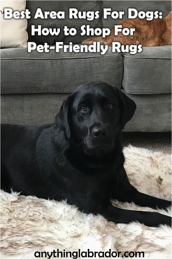 Area Rugs Good for Dogs Best area Rugs for Dogs How to Shop for Pet Friendly Rugs