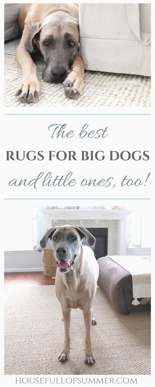 Area Rugs Good for Dogs the Best Rugs for Big Dogs and Little Ones too — House