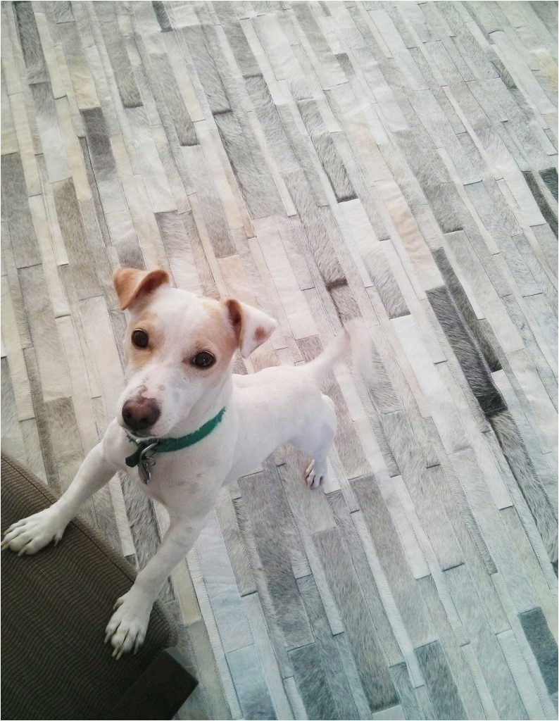 Best area Rug Material for Dogs Let S Talk About Pets and Leather area Rugs
