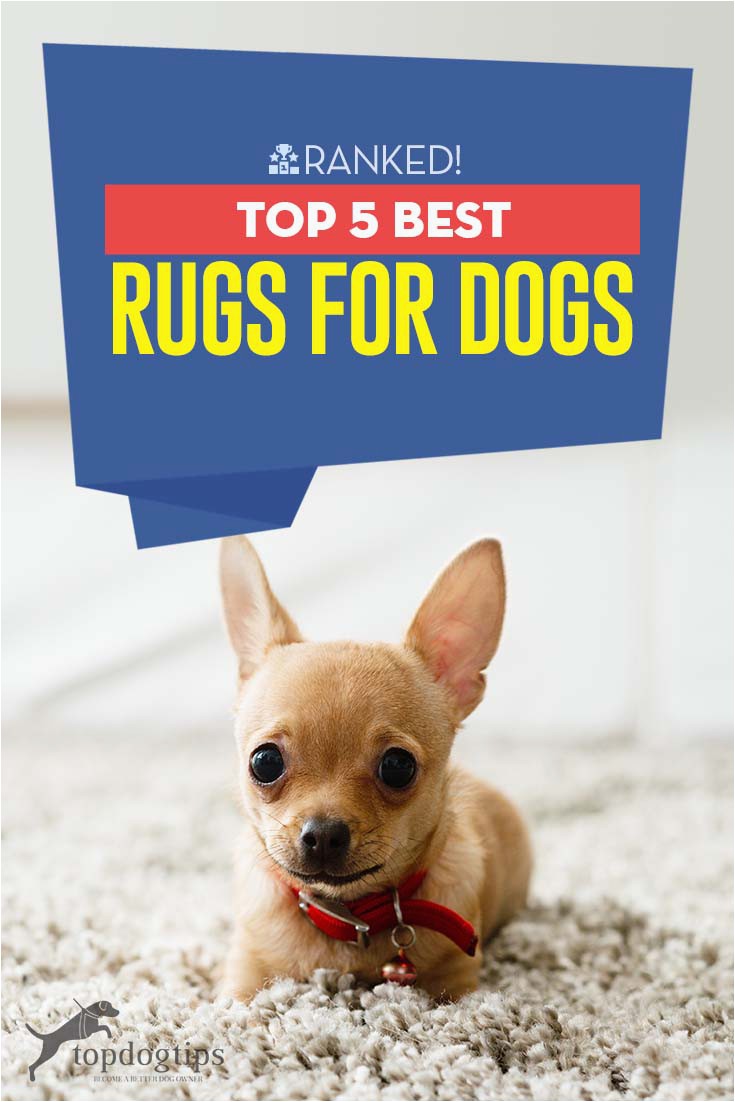 Best area Rug Material for Dogs the Best Rugs for Dogs – top Dog Tips