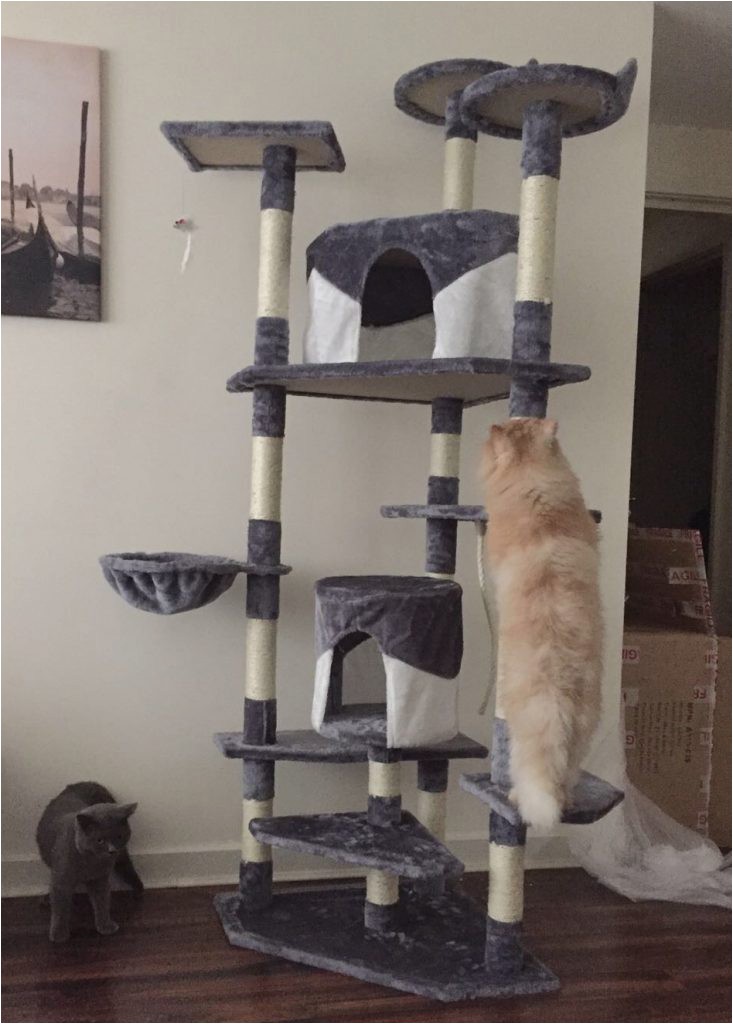 Best area Rugs for Cat Owners Best Cat Trees and towers for Persian Cats