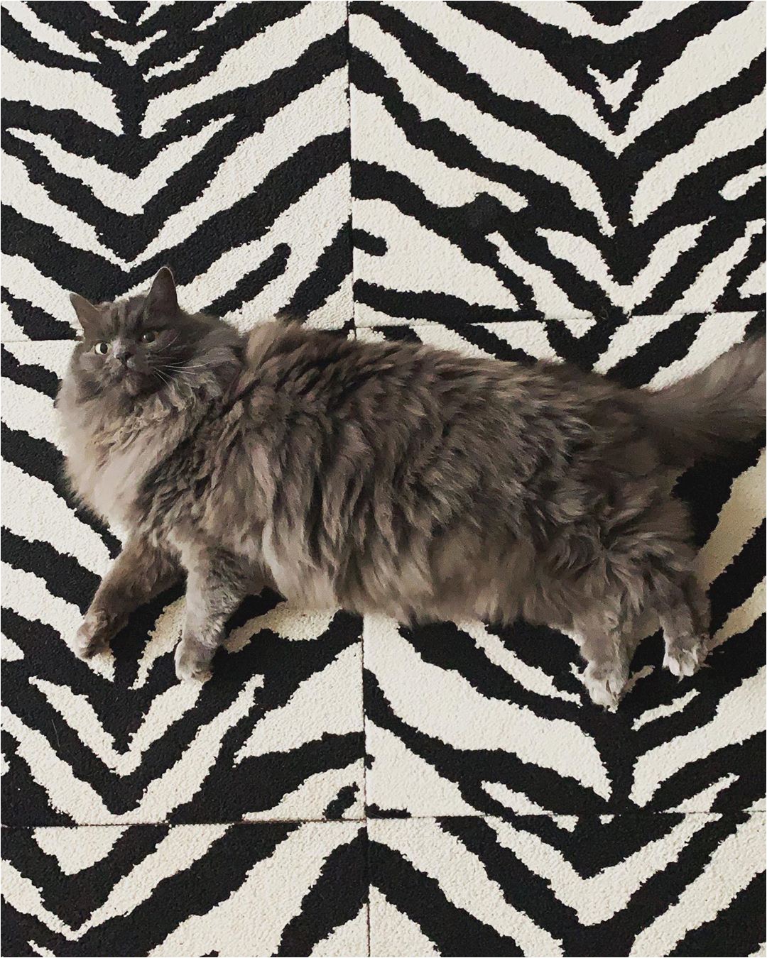 Best area Rugs for Cats with Claws Designing Pet Friendly Home Flor