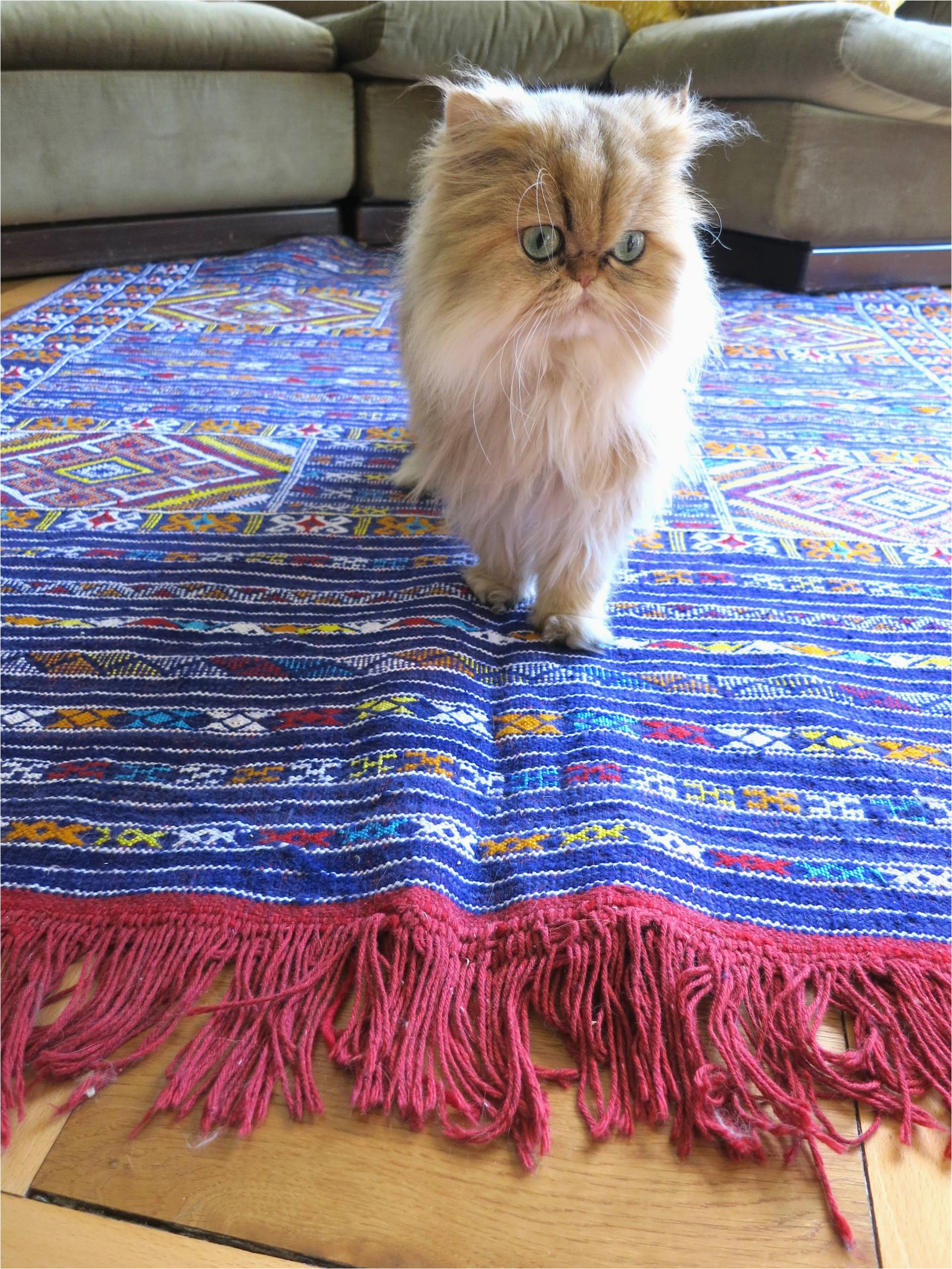 Best Type Of area Rug for Pets How to Choose A Rug for A Cat Friendly Home