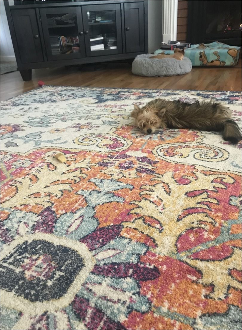 Best Type Of area Rug for Pets Pet Friendly area Rug Material