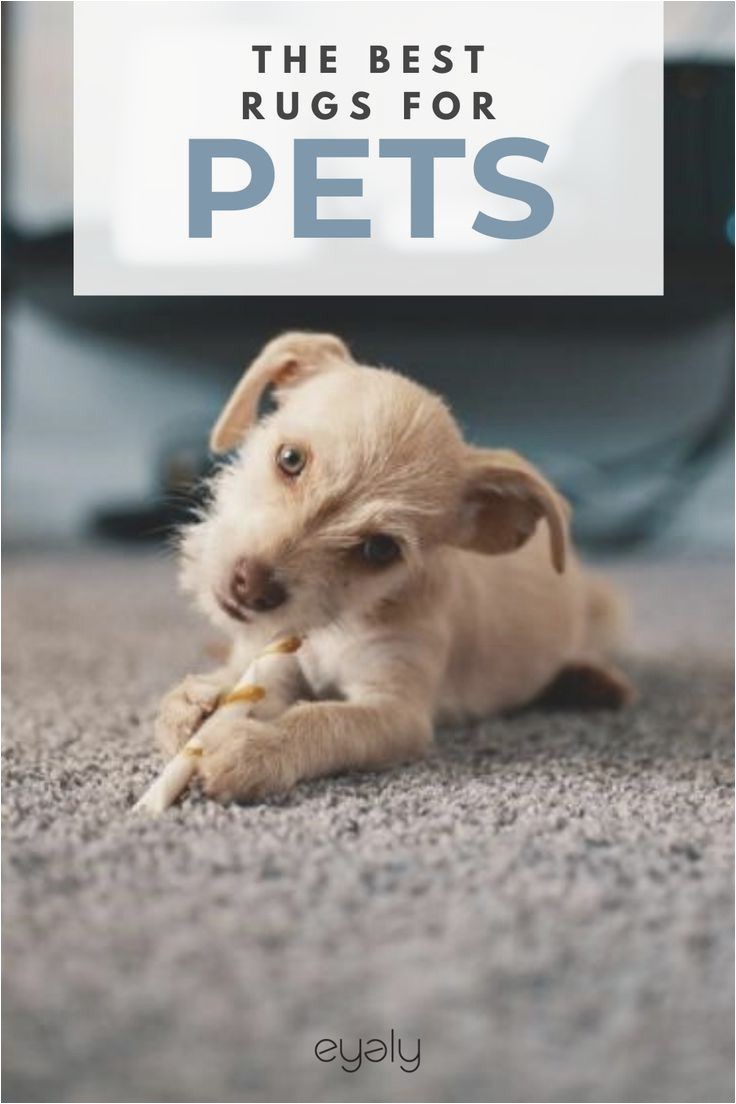 Best Type Of area Rug for Pets the Best Rugs for Pets In 2020