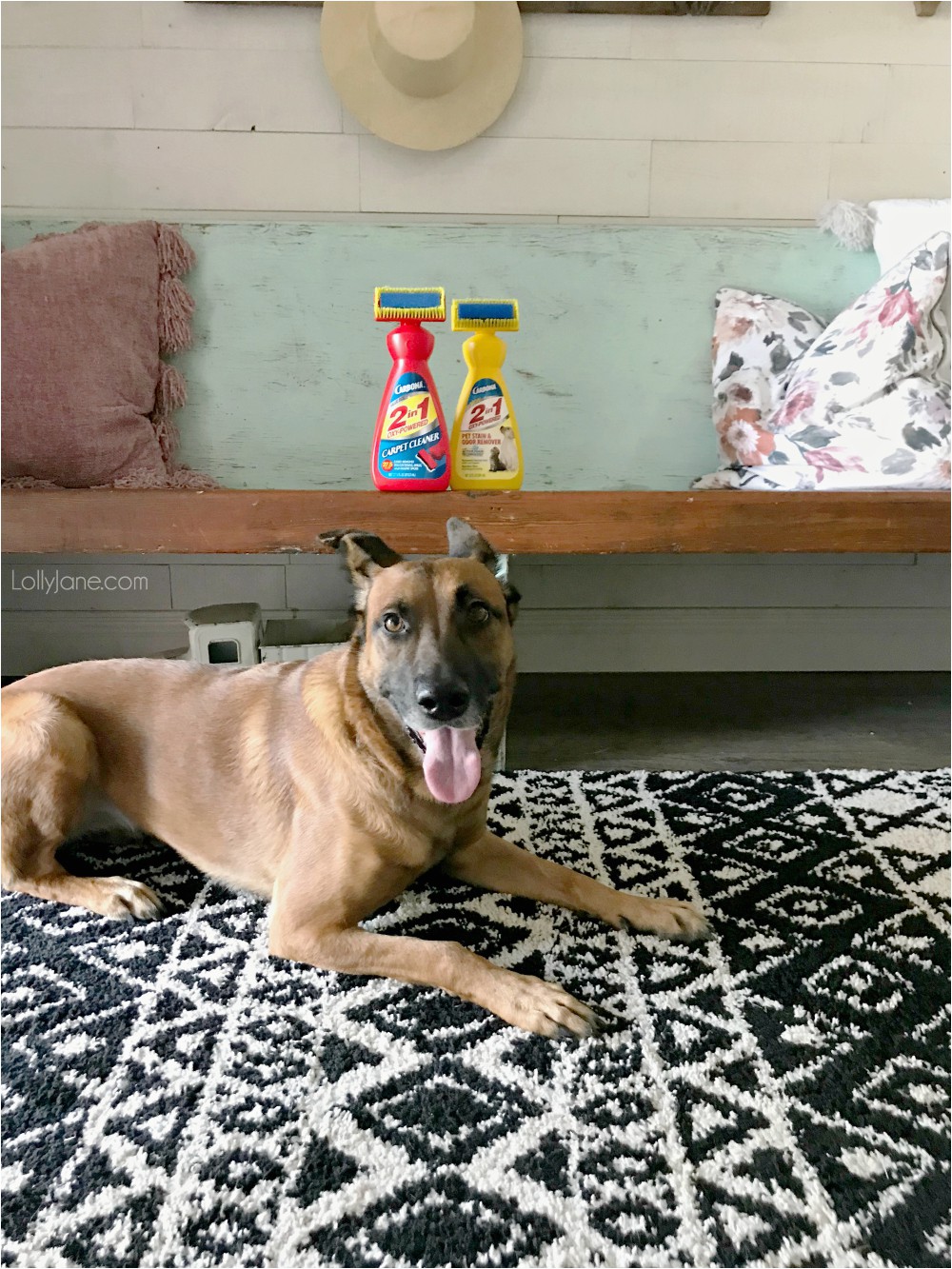Best area Rugs with Pets Pets Archives Lolly Jane