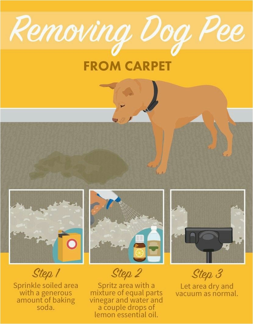 Best area Rugs for Dogs that Pee Removing Dog Pee From Carpet Tap the Pin for the Most