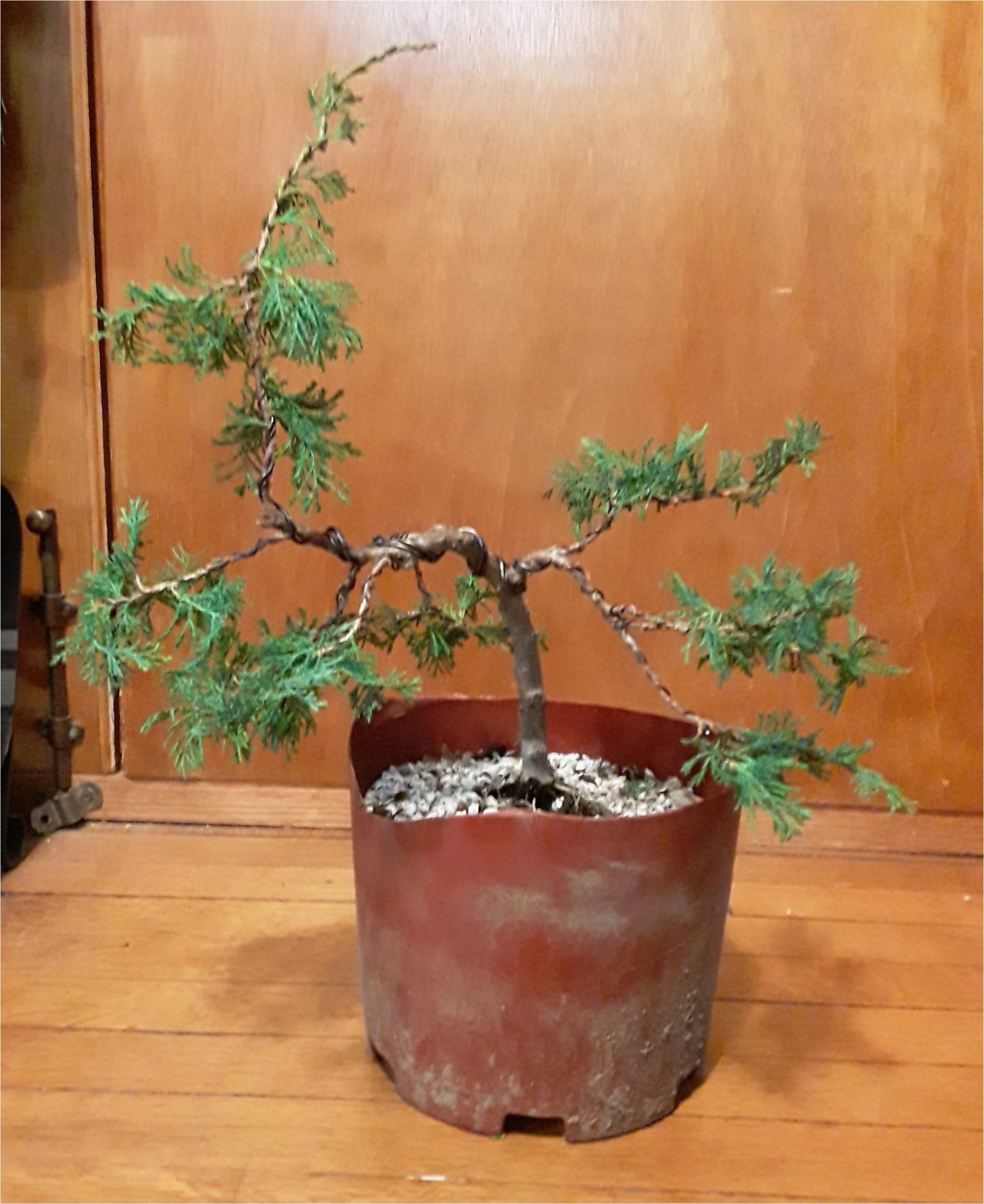 Blue Rug Juniper Seeds Blue Rug” Juniper. Basically A Practice Tree, but Any Tips for How …