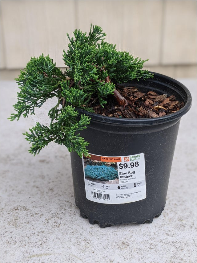 Blue Rug Juniper Seeds Can I Bonsai This “juniper Blue Rug”? : R/bonsai