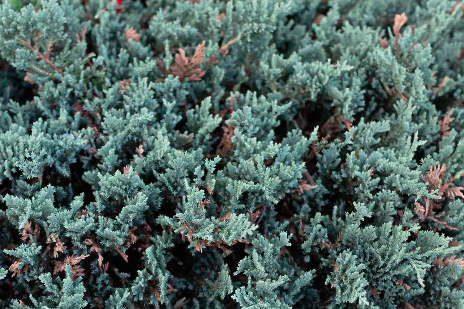 Blue Rug Juniper Seeds How to Grow and Care for Blue Rug Juniper