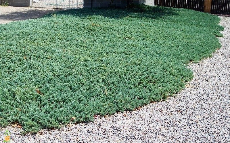 Blue Rug Juniper for Sale Near Me Blue Rug Juniper Blue Rug Juniper for Sale – Plantingtree …