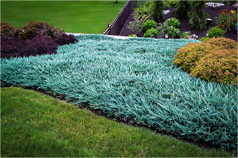 Blue Rug Juniper for Sale Near Me Blue Rug Juniper