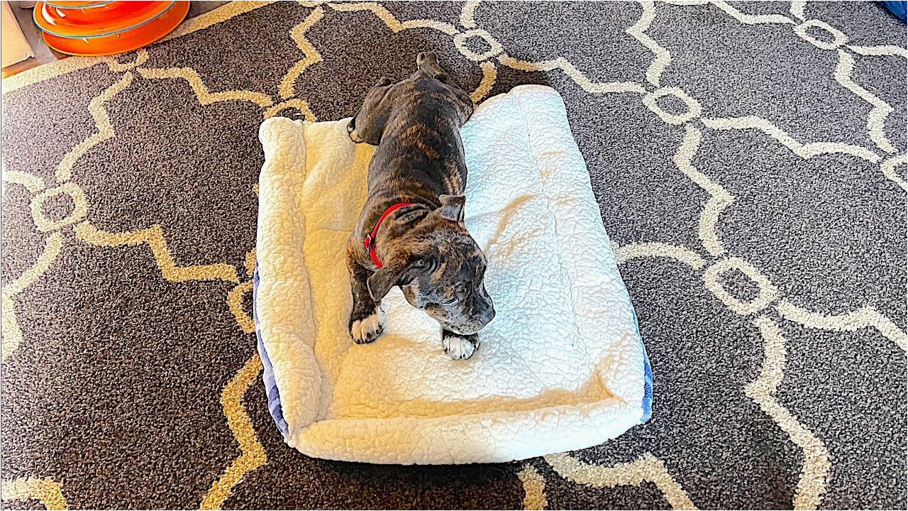 Dog Rug Bed Bath and Beyond Dumpster Rescue- I Made An Awesome Dog Bed Out Of A Blanket Bed Bath & Beyond Threw In the Trash!