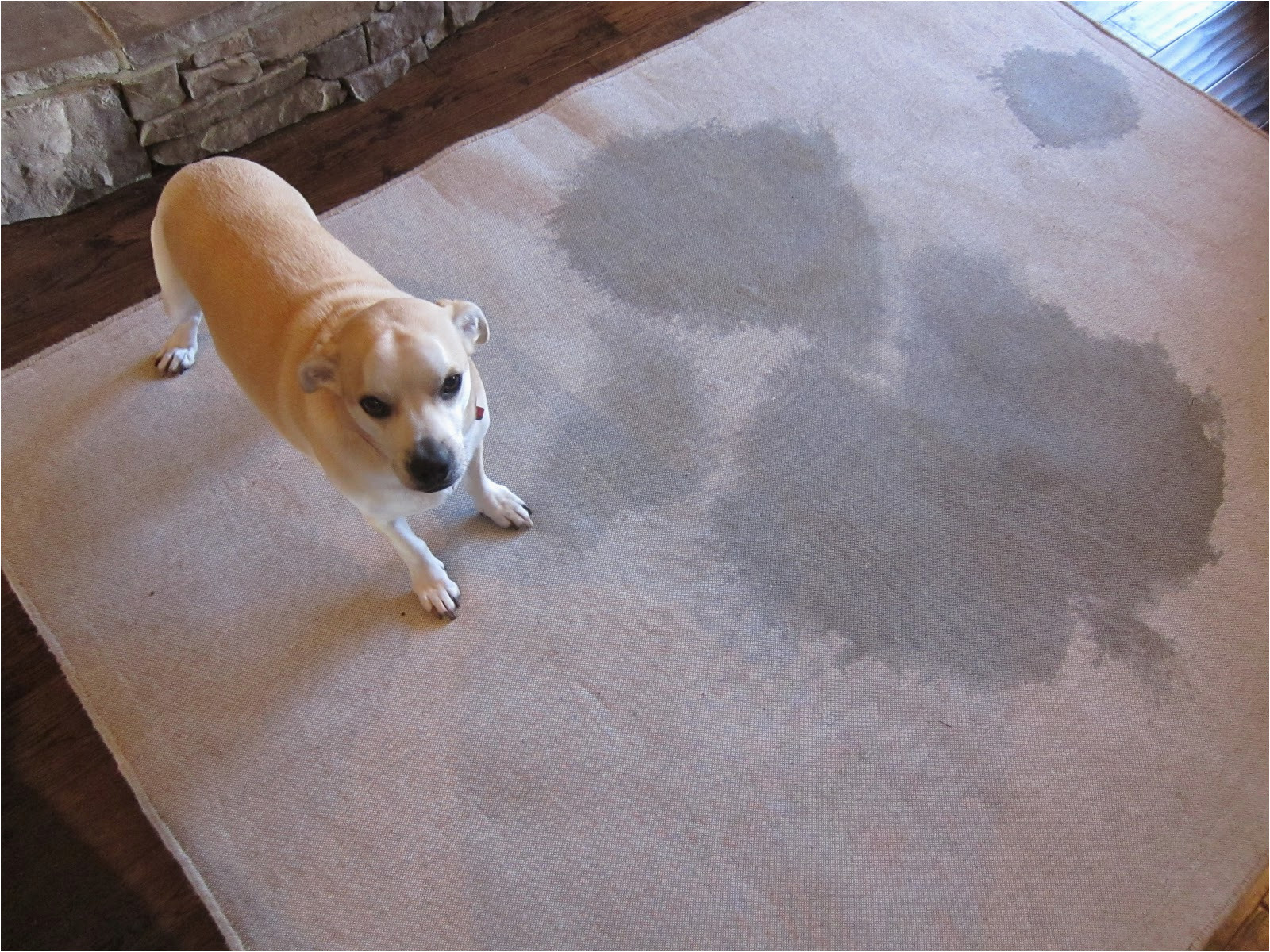 Clean Pet Urine From area Rug area Rug Pet Urine Removal oriental Rug Cleaning Plant