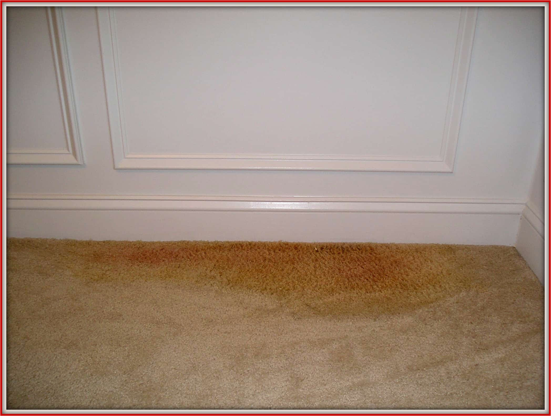 Clean Pet Urine From area Rug Dangers From Pet Urine On Rugs