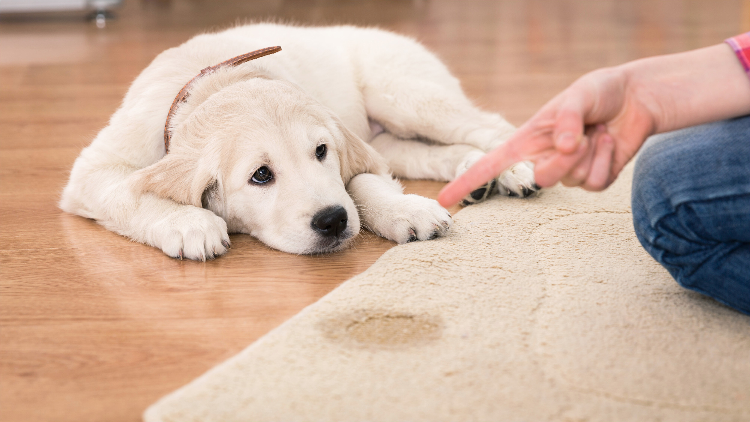 Clean Pet Urine From area Rug How to Remove Pet Urine