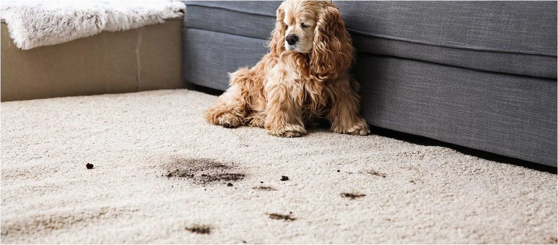 Clean Pet Urine From area Rug Pet Urine Carpet Cleaner – Clean Zone Carpet Cleaners Tile …