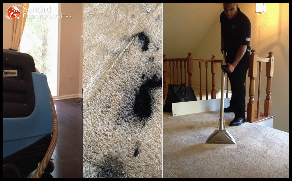 Area Rug Cleaning Charlotte Nc Carpet Cleaning Charlotte Sunbird Cleaning Services