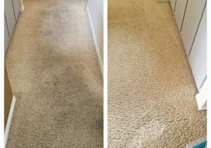 Area Rug Cleaning Naples Fl Carpet Cleaning – Naples, Florida