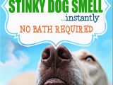 Area Rug Smells Like Dog How to Get Rid Of Stinky Dog Smell Instantly No Bath