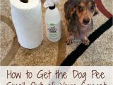 Area Rug Smells Like Dog How to Get the Dog Pee Smell Out Of Your Carpet