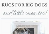 Area Rugs Good for Pets the Best Rugs for Big Dogs and Little Ones too — House