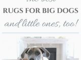 Area Rugs Good for Pets the Best Rugs for Big Dogs and Little Ones too — House