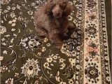 Area Rugs with Dog Designs Comfy for Dog Rugs Design area Rugs