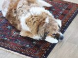 Area Rugs with Dog Designs Dog area Rug Home Decor