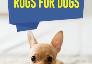 Best area Rug Material for Dogs the Best Rugs for Dogs – top Dog Tips