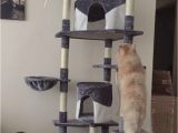 Best area Rugs for Cat Owners Best Cat Trees and towers for Persian Cats