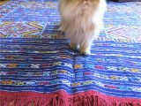 Best area Rugs for Cat Owners How to Choose A Rug for A Cat Friendly Home