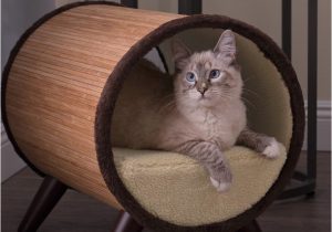Best area Rugs for Cat Owners the top 5 Places to Put Cat Beds Overstock