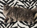 Best area Rugs for Cats with Claws Designing Pet Friendly Home Flor