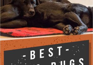Best area Rugs for Dogs that Pee Best area Rugs for Dogs Chew to Pee Resistant & Washable