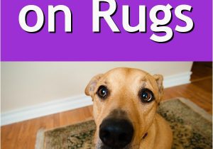 Best area Rugs for Dogs that Pee Dog Pees On Rugs