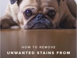 Best area Rugs for Dogs that Pee Ooh Wee Tips to Properly Clean Urine Stains Caused by Pets