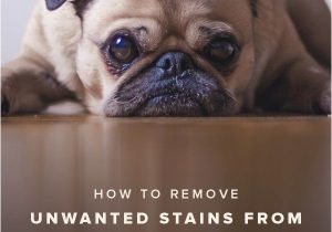 Best area Rugs for Dogs that Pee Ooh Wee Tips to Properly Clean Urine Stains Caused by Pets