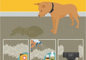Best area Rugs for Dogs that Pee Removing Dog Pee From Carpet Tap the Pin for the Most