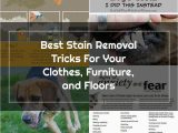 Best area Rugs for Dogs that Pee Removing Dog Pee From Carpets Stain Removal In 2020