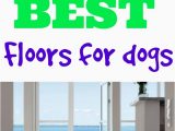 Best area Rugs with Pets What S the Best Flooring for Dogs Flooring Inc