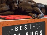 Best Type Of area Rug for Dogs Best area Rugs for Dogs Chew to Pee Resistant & Washable