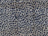 Blue Leopard Print Rug Animal Print Hand Knotted Wool Beige Navy area Rug
