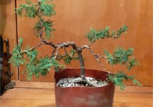 Blue Rug Juniper Seeds Blue Rug” Juniper. Basically A Practice Tree, but Any Tips for How …