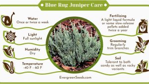 Blue Rug Juniper Seeds Blue Rug Juniper (juniperus Horizontalis Wiltonii) Care Guide