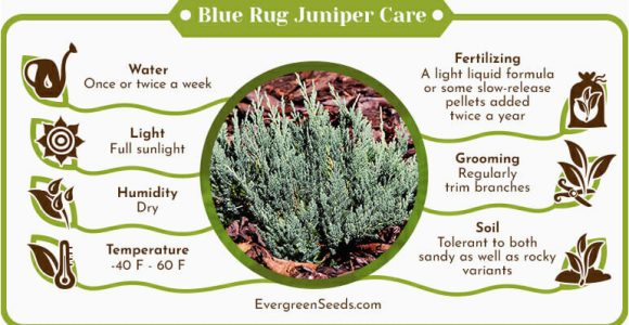 Blue Rug Juniper Seeds Blue Rug Juniper (juniperus Horizontalis Wiltonii) Care Guide